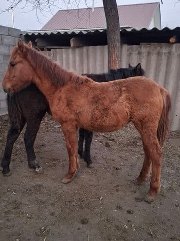 молочное оборудование: Продаю | Жеребец | Полукровка | Для разведения | Племенные — 5