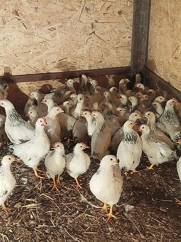 дакан цыпленок: Продаю | Цыплята | Для разведения — 1