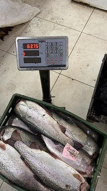 рыбное: Форель свежая каждый день выращенная на чистой воде. Размеры от 1-2+ — 3