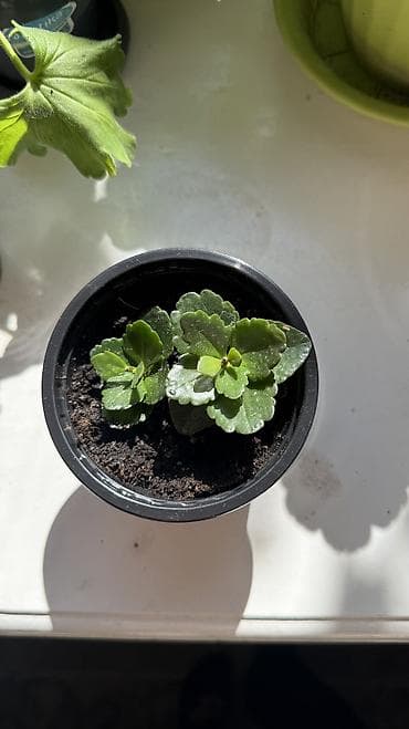 Бөлмө өсүмдүктөрү: Продаем саженцы (БЕЛОГО, КРАСНОГО, ОРАНЖЕВОГО, ЖЕЛТОГО, РОЗОВОГО) — 5