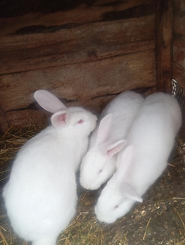 ит мал айдаган: Сатам | Ургаачы коен | Аппак бакма коен | Көбөйтүү үчүн | Асыл тукумдуу — 5