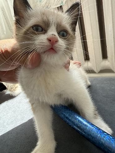 cat litter: Кошка даром: Беспородная, 1 месяц, Девочка — 3