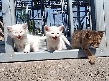 кошка котёнок: Отдам котят даром (возраст 2 месяца), село Байтик есть доставка но — 1
