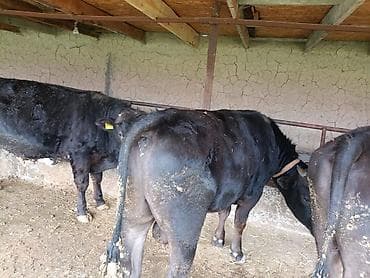 ара цена: Продаю | Бык (самец) | На откорм | Привязанные — 7