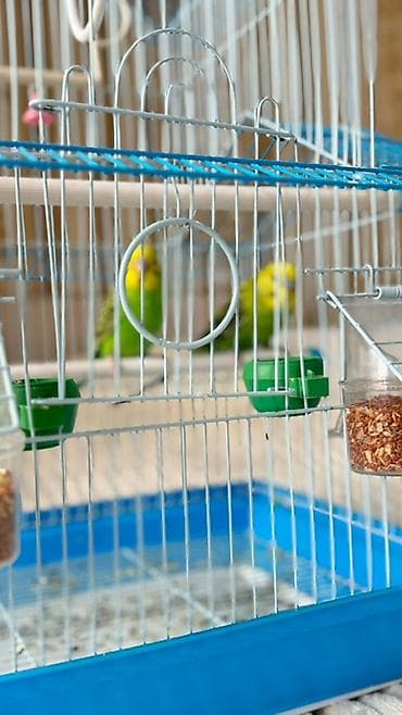 внешний фильтр: Волнистые попугаи с комплектом просторной клетки. Описание: - Пара — 4