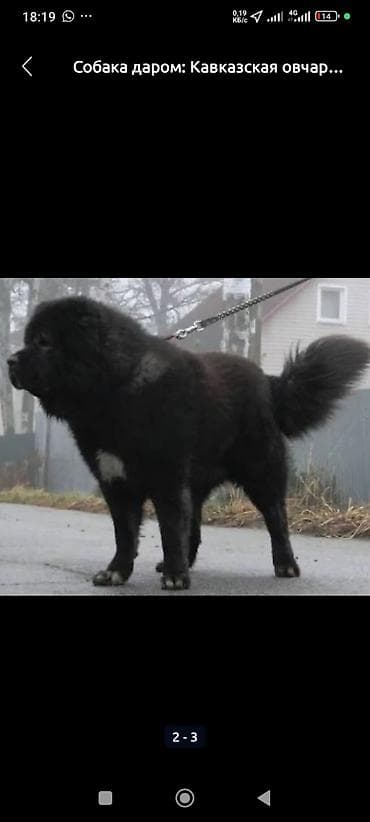 Работа за границей: Резюме: Кинолог-специалист (Азамат) Имя: Азамат Специализация — 3