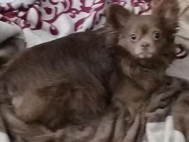 сколько стоит пекинес: Вязка: Пекинес, Самец, Более 5 лет, С прививкой — 1