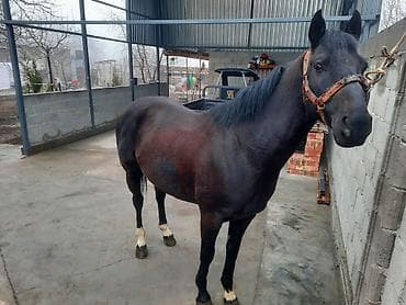 мал сатам: Сатам | Байтал | Аргын | Ат спорту — 2