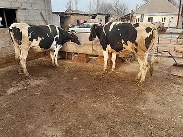 голова коровы: Продаю | Бык (самец) | Голштин | На откорм | Привязанные — 4