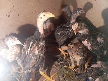 Бойцовые цыплята из под хороших кровейвывод 15 февраля 15