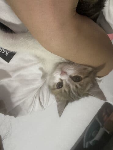 где можно купить котят в бишкеке: Кошка даром: Беспородная, 2 месяца, Мальчик, Приучена к лотку, Проглистована — 1