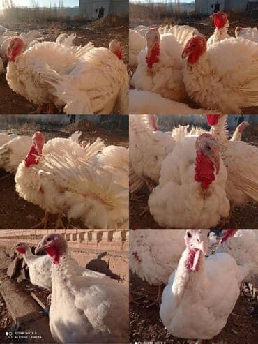 молочные корова: Продаю | Индюк (самец) | Бройлерная | На забой, Для разведения | Племенные — 1