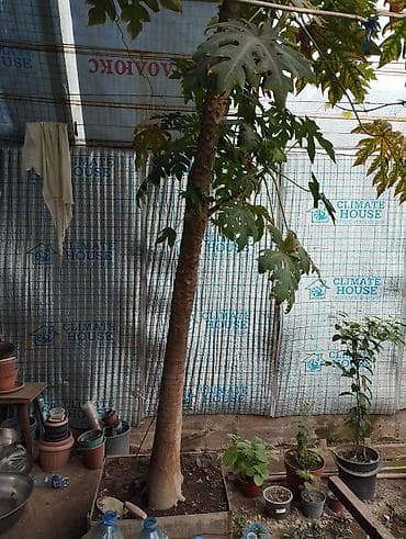 папайя: Папайя (Carica papaya) в горшках — саженцы для теплицы или зимнего — 4