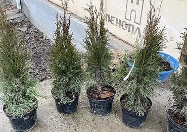 искусственная лиана: Польшадан келген Туя 
1000 сом 1 шт
60 см ден — 1