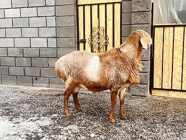 собака акито: Продаю | Овца (самка), Ягненок, Баран (самец) | Гиссарская, Арашан | Для разведения | Племенные, Матка, Ярка — 1