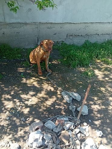 питбуль собака цена: Питбуль, 10 месяцев, Самец — 2