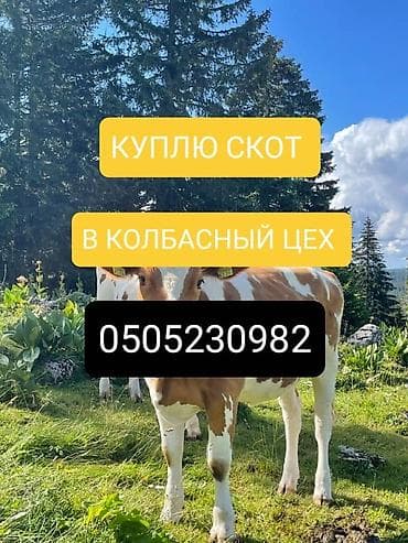 живые рыбки: Частное лицо : Коровы, быки, Лошади, кони, | Круглосуточно, Любое состояние, Забитый — 1