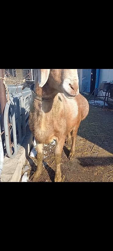 Продам с/х животных: Продаю | Баран (самец) | Арашан | Для разведения — 3