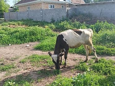 кремация животных бишкек: Продаю | Музоо, торпок | Алатауская — 1