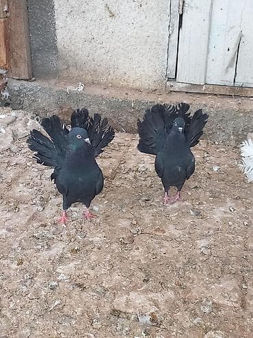 А/ч жаныбарлары үчүн тоюттар: Продаю голубей пару павленов жуков Павлиний голубь, окраска — 2