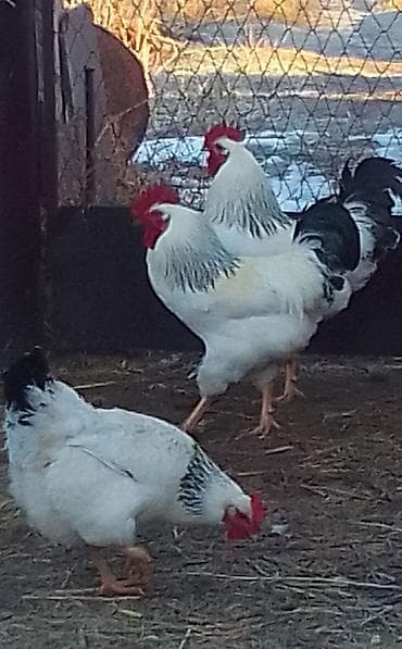 бычки 8 9 месяц: Продаю | Петух | Для разведения — 4