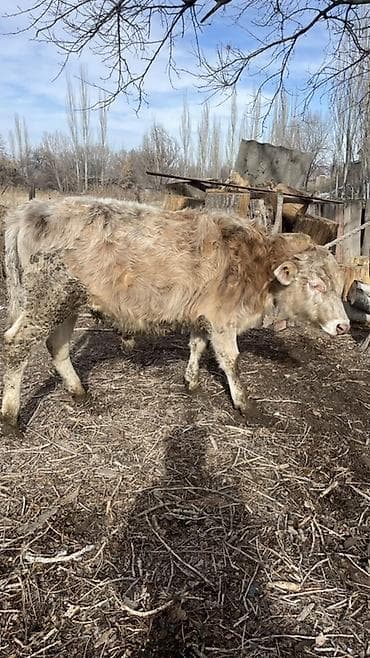 Үй жаныбарлары: Сатам | Бука (эркек) | Бордоп семиртүү үчүн | Байланган — 4