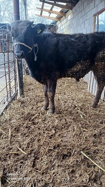 кой кана: Продаю | Музоо, торпок | Полукровка | На откорм — 3