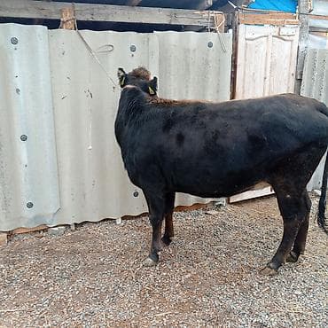 Собаки: Продаю | Тёлка | Алатауская | Для молока | Стельные — 4