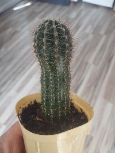 повторяющий кактус: Кактусы — 7