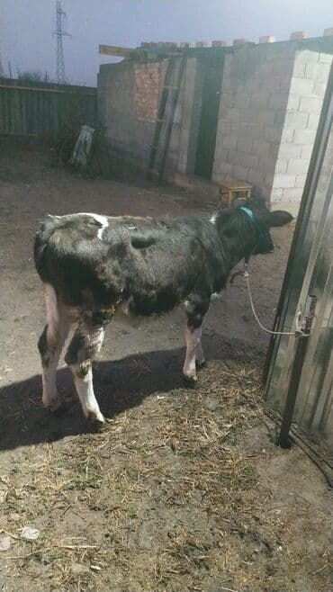 животные для дома: Продаю | Тёлка | Полукровка, Ангус | На откорм | Привязанные — 7