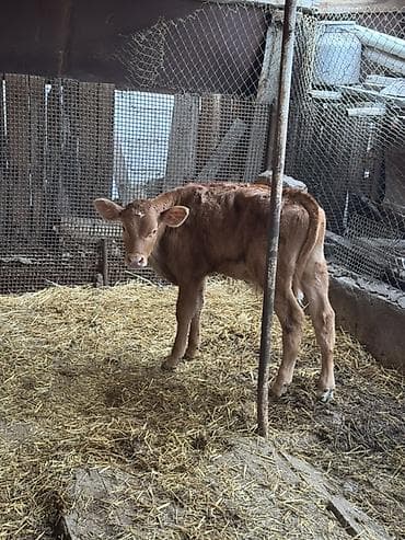 парода кой: Продаю | Бык (самец) | На откорм — 3