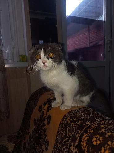 Шотландский вислоухий котёнок (Scottish Fold) - Окрас: биколор —