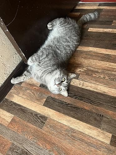 нужна кошка: Беспородная, 2 года, Мальчик, Серый, Приучена к лотку — 4