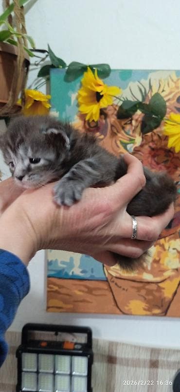 уй сатылат бишкек 2022: Мейн-Кун 🥰. Раннее бронирование ❤️ Осталась одна шикарная — 1