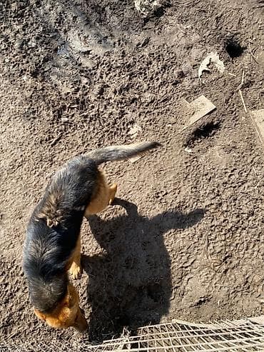 Продажа собак: Немецкая овчарка, классический чепрачный окрас (черно‑рыжий) — 4