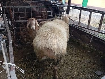 Животные: Продаю | Баран (самец) | Для разведения | Матка — 2
