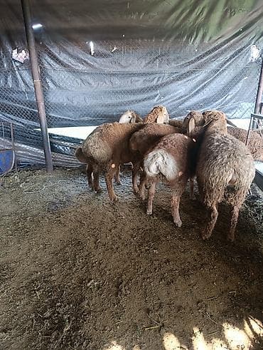 монбельярд цена: Продаю | Баран (самец) | Эдильбаевская | Для разведения — 6