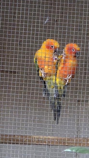 королевский питон: Продаются редкие попугаи! Рабочие пары Пиррура и Солнечная Аратинга (с — 9