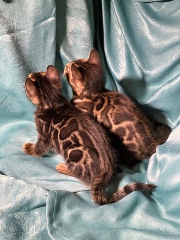 сколько стоит котенок британской золотой шиншиллы: Бенгальская, 3 месяца, Девочка, Шоколадный, С документами, Приучена к лотку, Проглистована — 3
