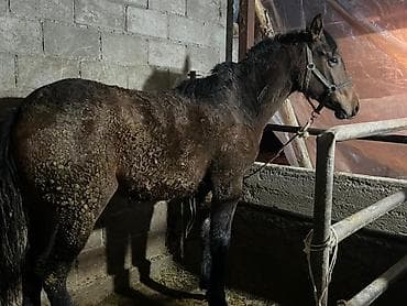 Үй жаныбарлары үчүн товарлар: Сатам | Бээ (ургаачы) | Союуга — 1