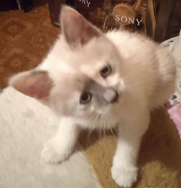 Продажа кошек: Котята сиамские мальчик ред- поинт и девочка метис (сиам с — 3
