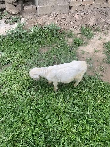 купить ястреба для охоты: Продаю | Козёл (самец), Козлёнок | Для разведения — 2