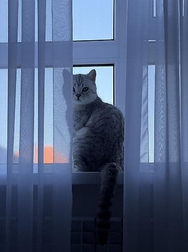 Вязка: Скотиш Страйт (Шотландская прямоухая), Мальчик, 1 год, С прививками, Серебристая шиншилла