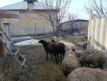 овечья шерсть цена за кг: Продаю | Овца (самка) | Для разведения — 1