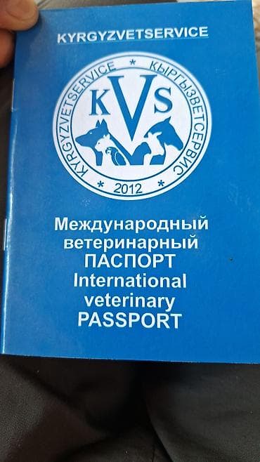 Собаки: Щенки с восточно‑европейскими очертаниями (тип овчарки), окрас — — 3