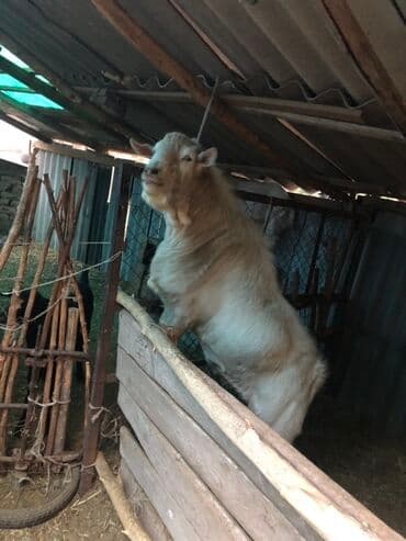 козы дойная: Сатам | Теке (эркек) | Заанен | Көбөйтүү үчүн — 2