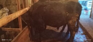 дойный коровы: Продаю | Бык (самец) | Алатауская, Швицкая, Абердин-ангус | На откорм, Для разведения | Осеменитель, Искусственник — 10