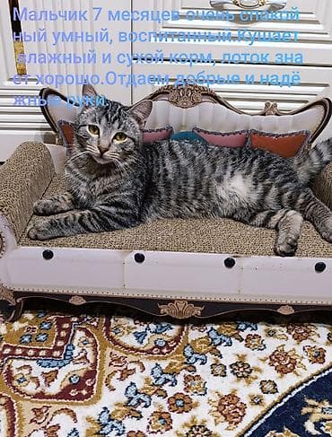 невская маскарадная кошка: Отдаем этих котиков надёжные и добрые руки,все найденныши надеемся что — 4