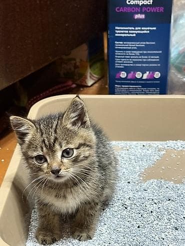 Отдам даром кошку: Кошка даром: Беспородная, 1 месяц, Мальчик, Метис, Приучена к лотку, Проглистована — 1