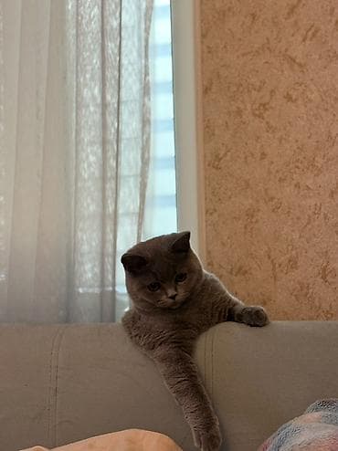 британская кошка цена бишкек: Британская короткошерстная кошка, окрас голубой (серо-пепельный). 7 — 2